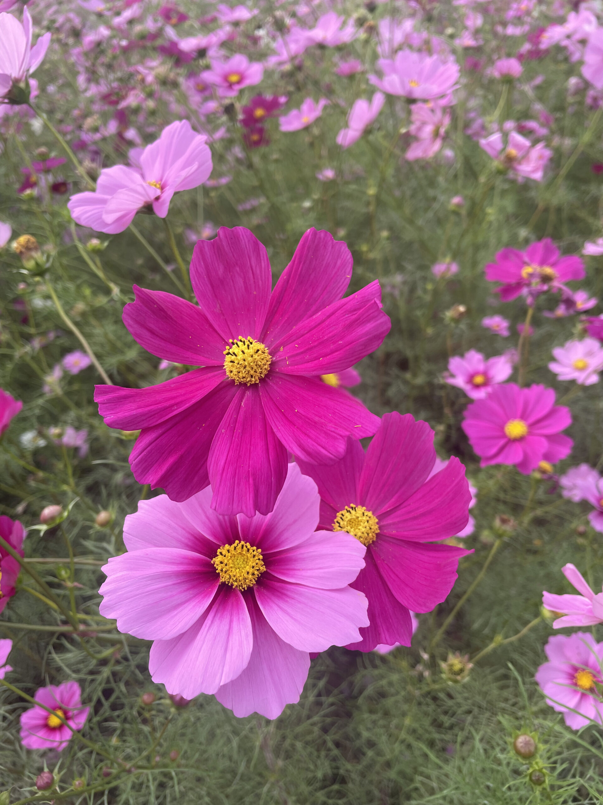 コスモスの花