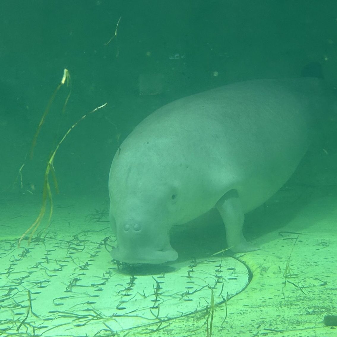 絶滅危惧種のジュゴン。鳥羽水族館で飼育されているセレナ。