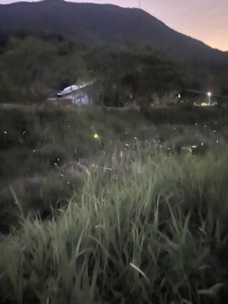兵庫県の蛍スポットは、丹波笹山市の四斗谷川がおすすめ!