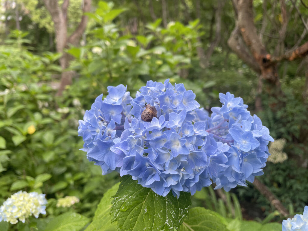 紫陽花にくっついていたカタツムリ。