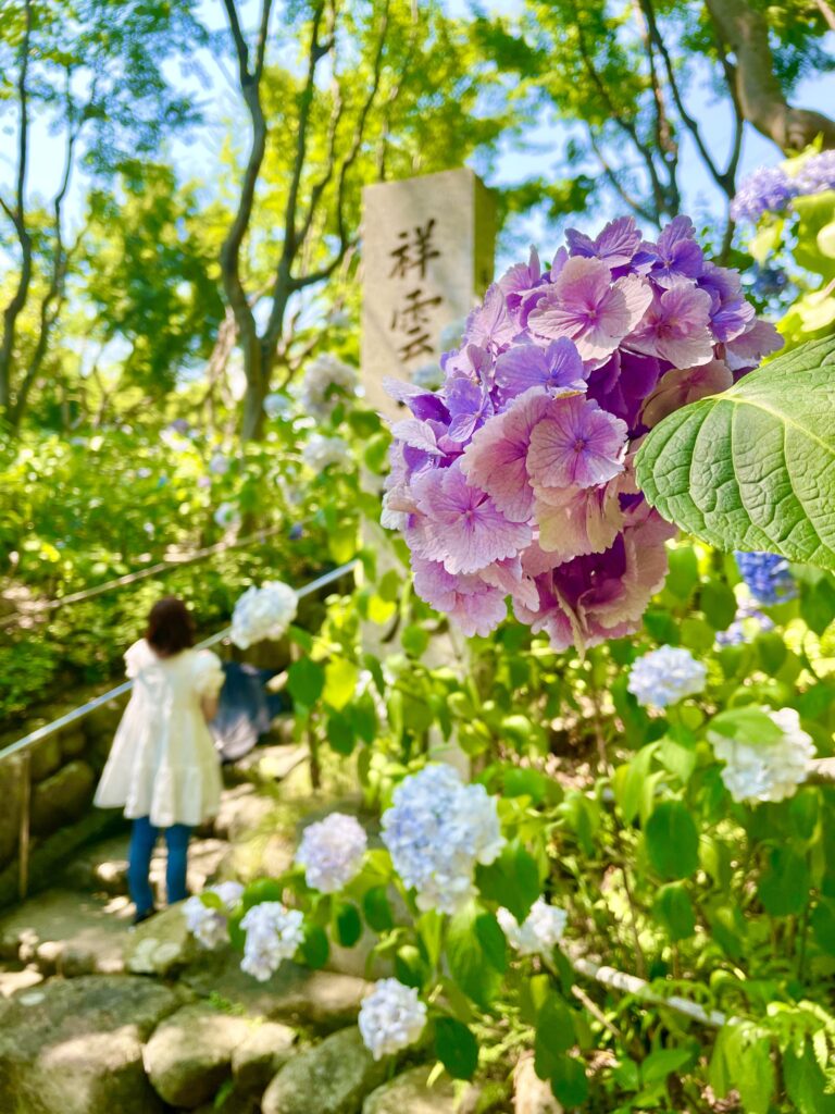 兵庫県・川西市の頼光寺の紫陽花。紫陽花を楽しむには、穴場で静かな寺院。